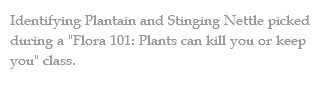 Identifying Plantain and Stinging Nettle picked during a "Flora 101: Plants can kill you or keep you" class. 